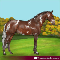 Horse Color:White Spotted Silver Bay 