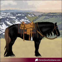 Horse Color:Void Classic Champagne Dun Splash Tobiano Frame Appaloosa