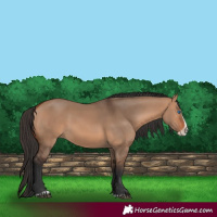 Horse Color:Bay Dun Splash Frame Rabicano 