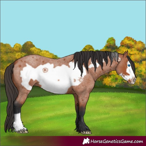 Horse Color:Bay Roan Frame 