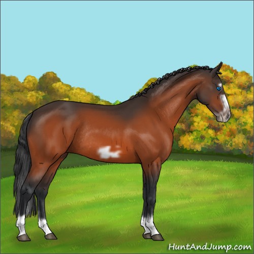 Horse Color:Bay Splash Frame Rabicano