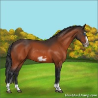 Horse Color:Bay Splash Frame Rabicano 