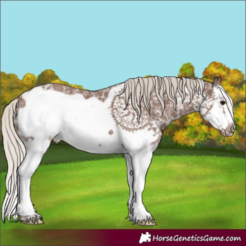 Horse Color:Silver Black Ice Splash Frame 
