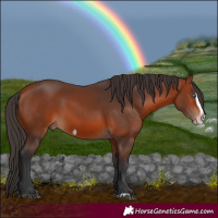 Horse Color:Bay Splash Frame Rabicano
