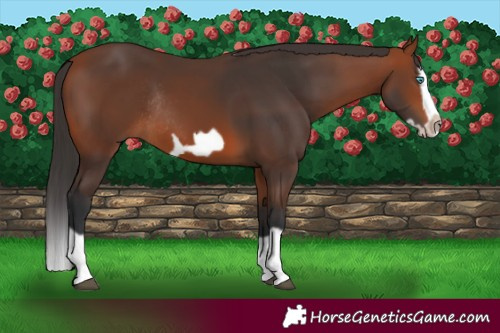 Horse Color:Bay Splash Frame Rabicano