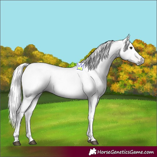 Horse Color:Gray Chestnut 