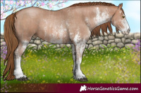 Horse Color:White Spotted Liver Chestnut Pearl and White Spotted Bay Pearl