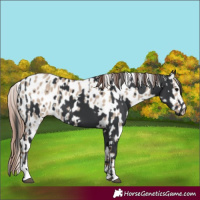 Horse Color:Black  and Classic Champagne Dun Appaloosa 