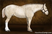 Horse Color:Liver Red Dun Pearl and Chocolate Palomino Pearl Dun