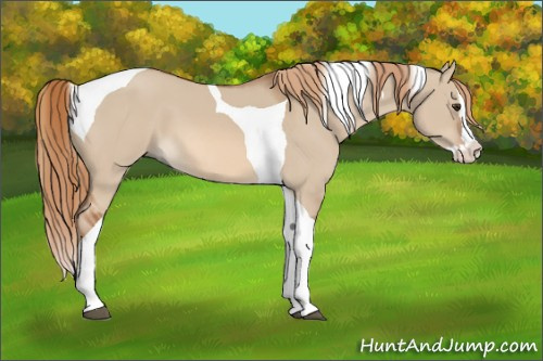 Horse Color:Red Dun Splash Tobiano