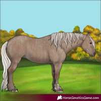 Horse Color:Silver Grullo  and Silver Grullo 