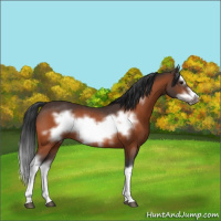 Horse Color:Bay Splash Frame Rabicano