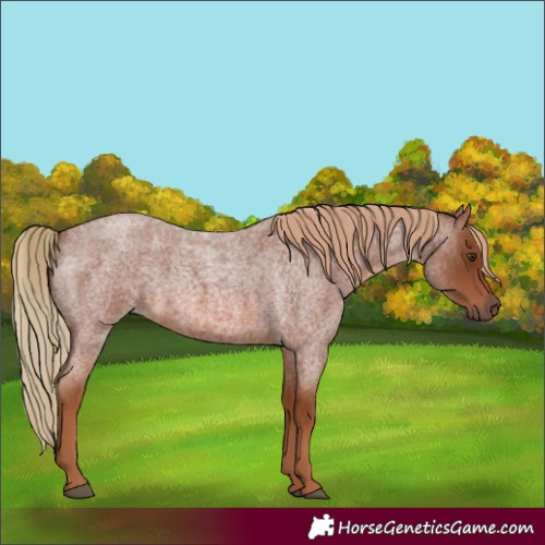 Horse Color:Red Roan 