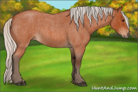 Horse Color:Silver Bay Roan  and Silver Bay Roan 