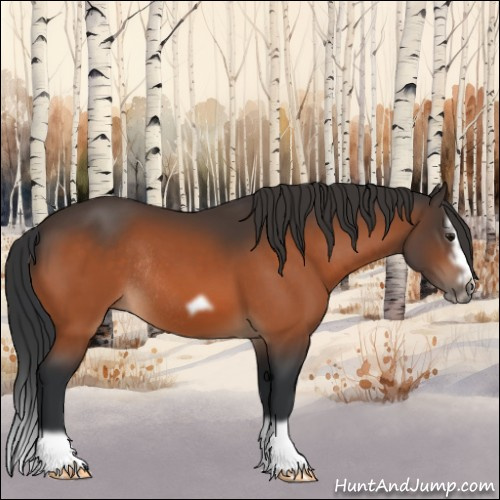 Horse Color:Bay Splash Frame Rabicano 