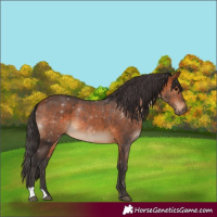 Horse Color:Bay 