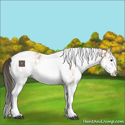 Horse Color:White Spotted Bay  and White Spotted Bay Splash 