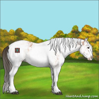 Horse Color:White Spotted Bay  and White Spotted Bay Splash 