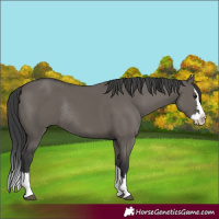 Horse Color:Grullo Splash Rabicano