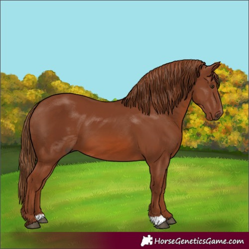 Horse Color:Chestnut 