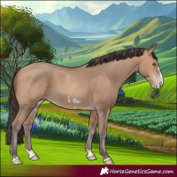 Horse Color:Amber Champagne Splash Frame Rabicano 