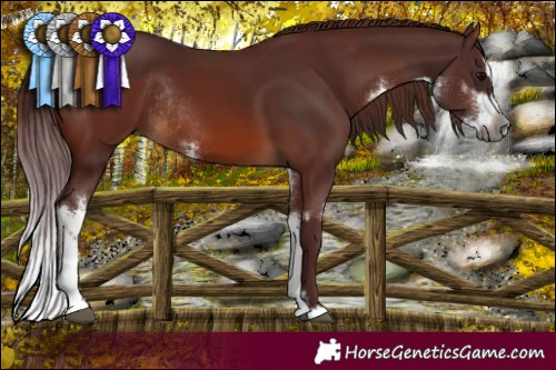 Horse Color:Gray Chocolate Brown Splash Rabicano and Gray White Spotted Chocolate Bay Splash Rabicano
