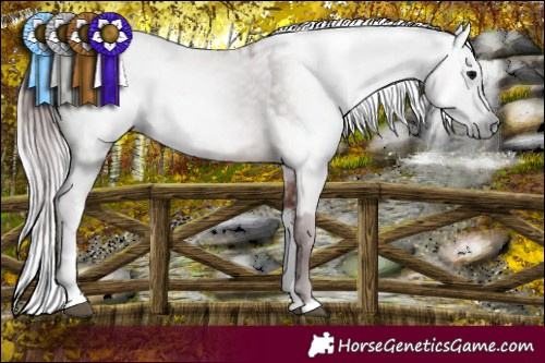 Horse Color:Gray Chocolate Brown Splash Rabicano  and Gray White Spotted Chocolate Bay Splash Rabicano 