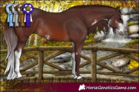 Horse Color:Gray Chocolate Brown Splash Rabicano and Gray White Spotted Chocolate Bay Splash Rabicano