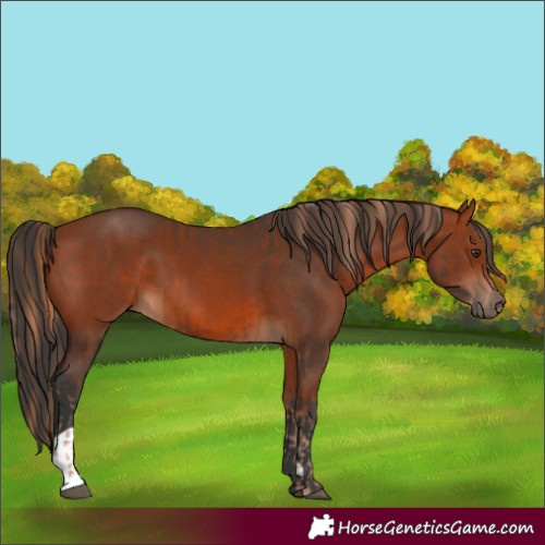Horse Color:Chestnut  and Bay 