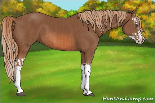 Horse Color:Chestnut and Chestnut Splash
