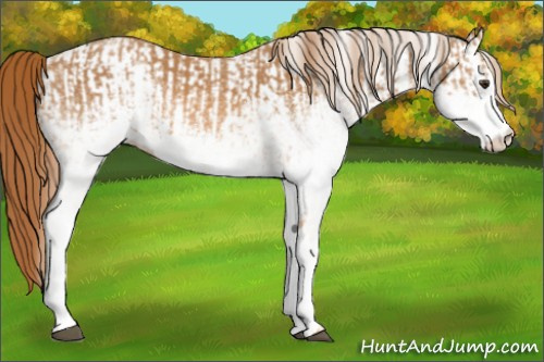 Horse Color:White Spotted Chestnut  and White Spotted Chestnut 