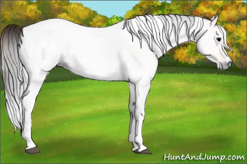Horse Color:Gray Bay and Gray White Spotted Bay