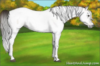Horse Color:Gray Bay  and Gray White Spotted Bay 