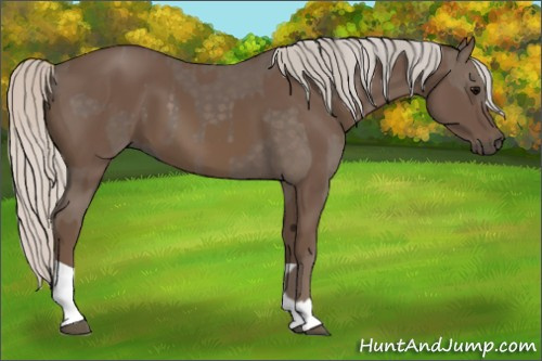 Horse Color:Silver Black and Silver Black