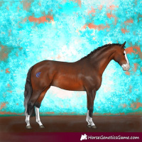 Horse Color:Bay Splash Rabicano