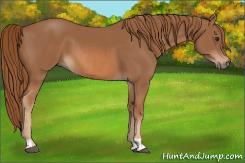 Horse Color:Chestnut  and Chestnut 