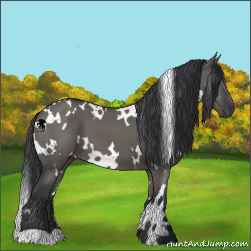 Horse Color:White Spotted Grullo 