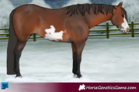 Horse Color:Bay Splash Frame Rabicano 