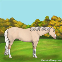 Horse Color:Silver Classic Champagne Dun Splash Frame 