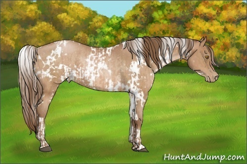 Horse Color:White Spotted Bay Pearl  and White Spotted Bay Pearl Rabicano 