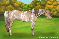 Horse Color:White Spotted Bay Pearl and White Spotted Bay Pearl Rabicano
