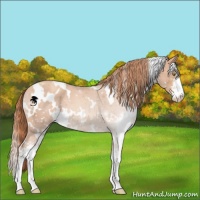 Horse Color:White Spotted Gold Champagne Sabino 