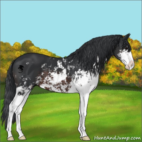 Horse Color:Brown Sabino 