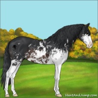 Horse Color:Brown Sabino 