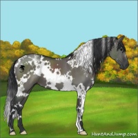 Horse Color:White Spotted Grullo 