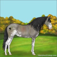 Horse Color:Grullo Sabino 