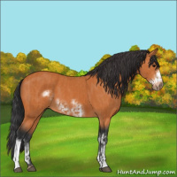 Horse Color:Bay  and Bay Frame 