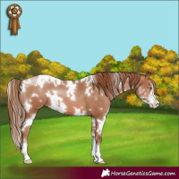 Horse Color:White Spotted Brown Pearl Sabino 