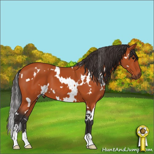 Horse Color:White Spotted Bay Sabino 