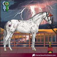 Horse Color:Brown Dun Mushroom Splash Tobiano Appaloosa